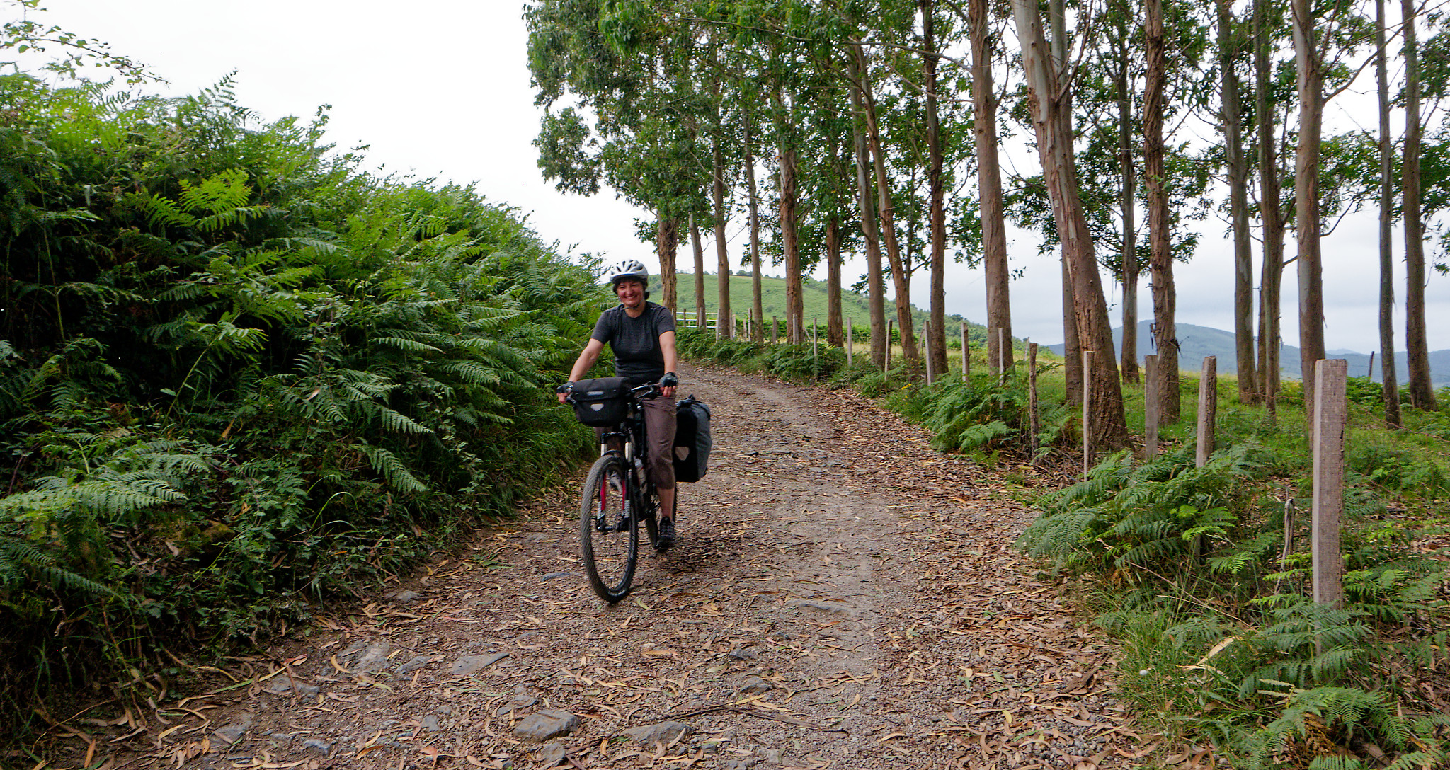 Trail by eucalyptus.