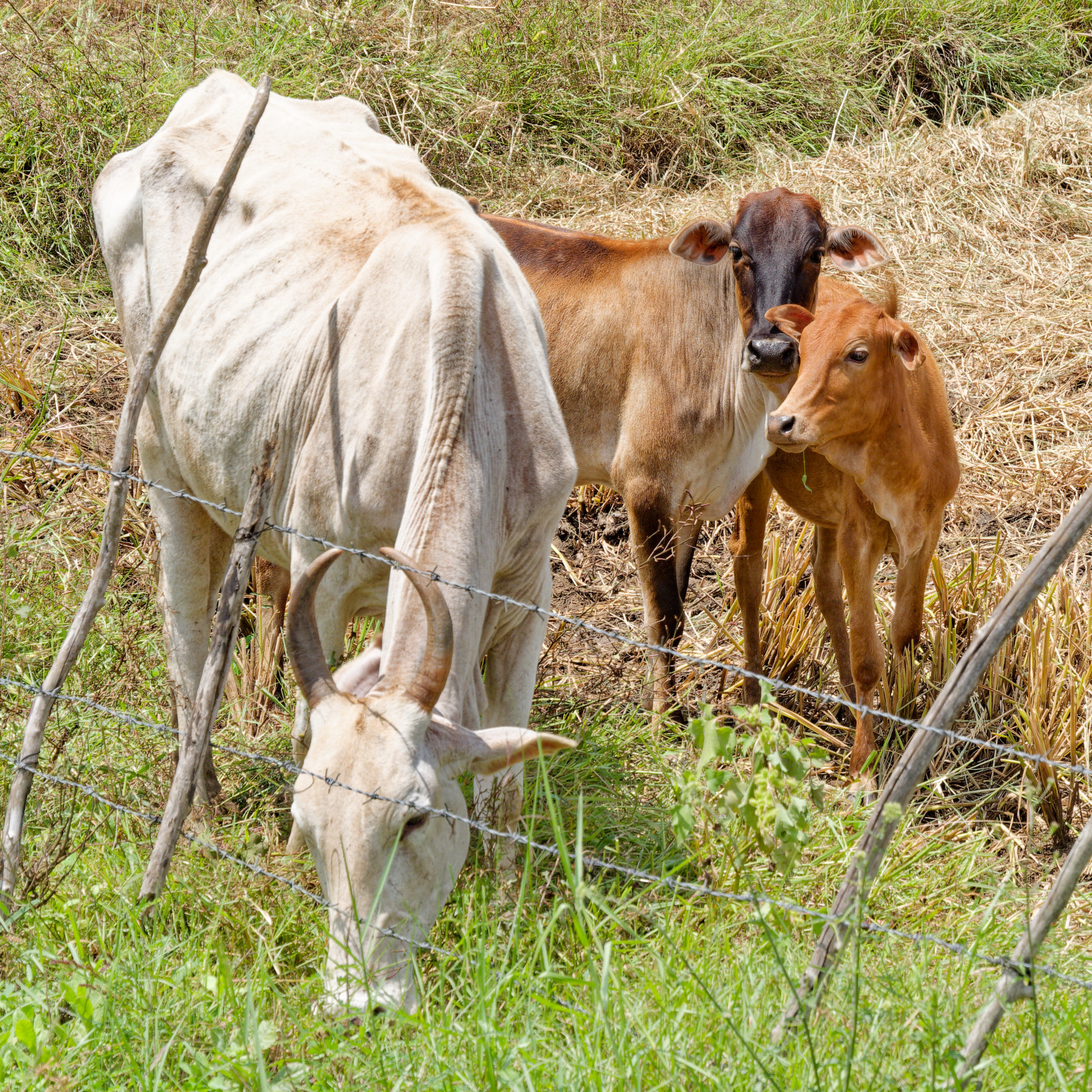 family of cows