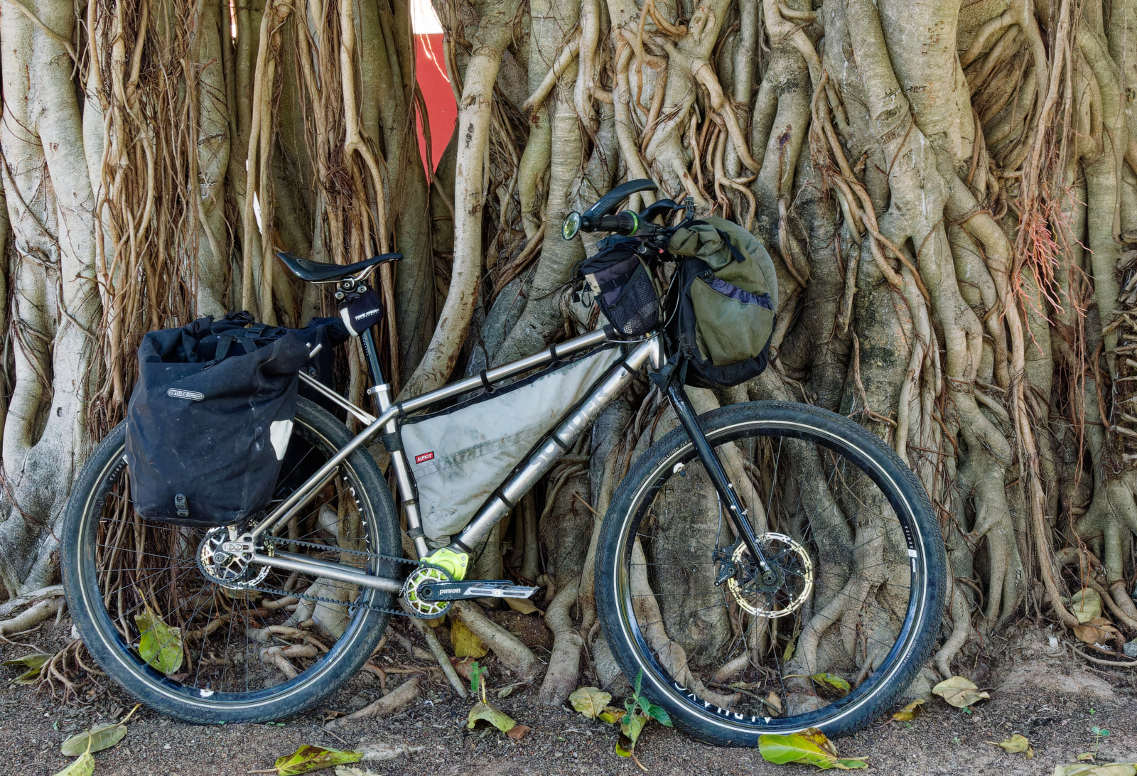 banyan tree
