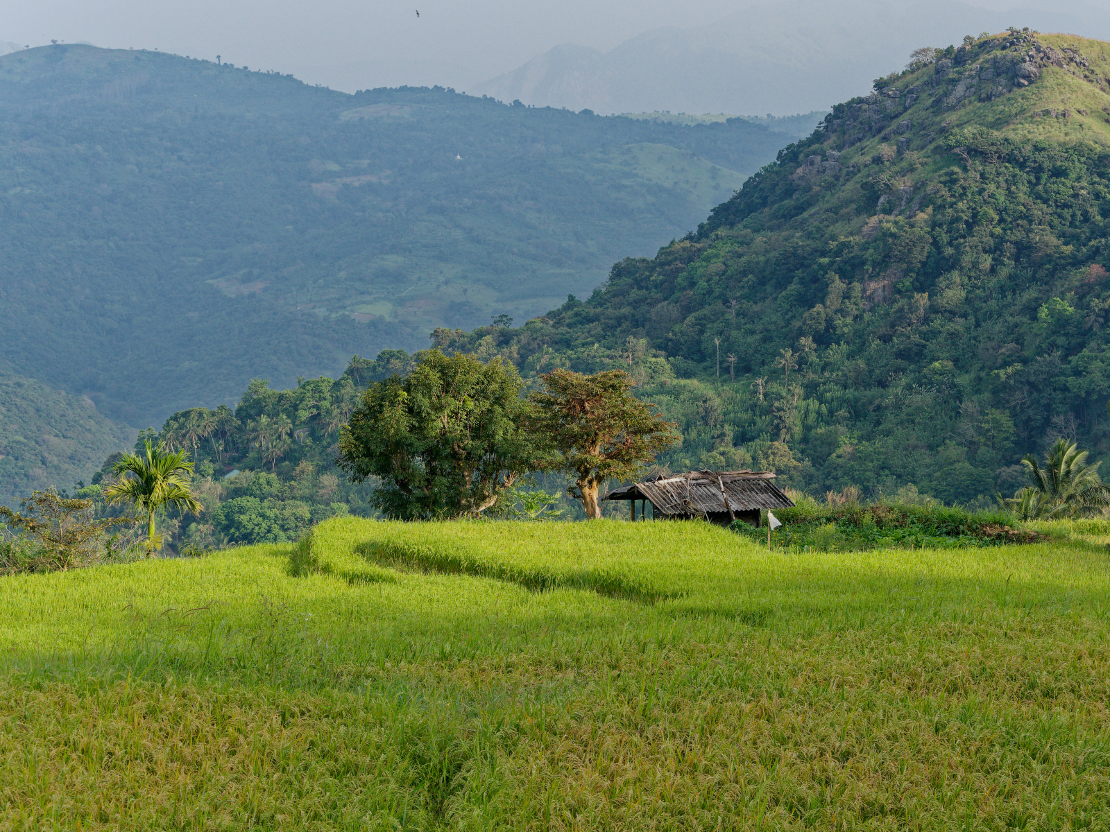 Paddy fields