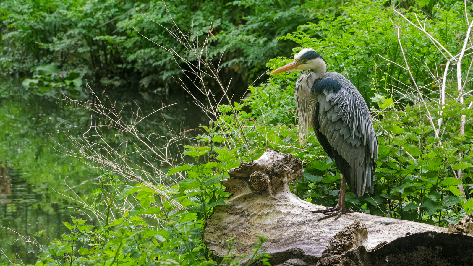 Heron