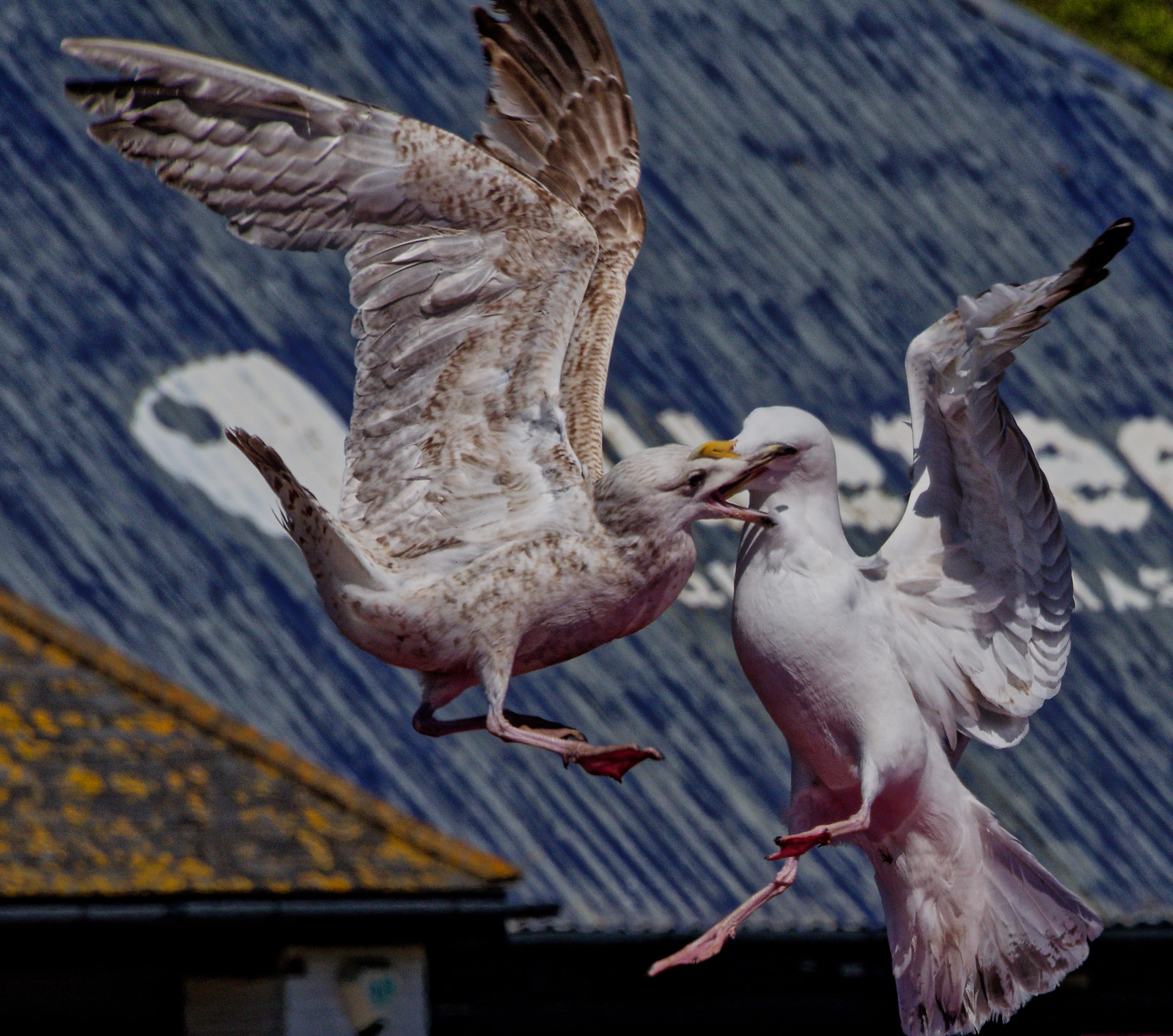 duelling seagulls