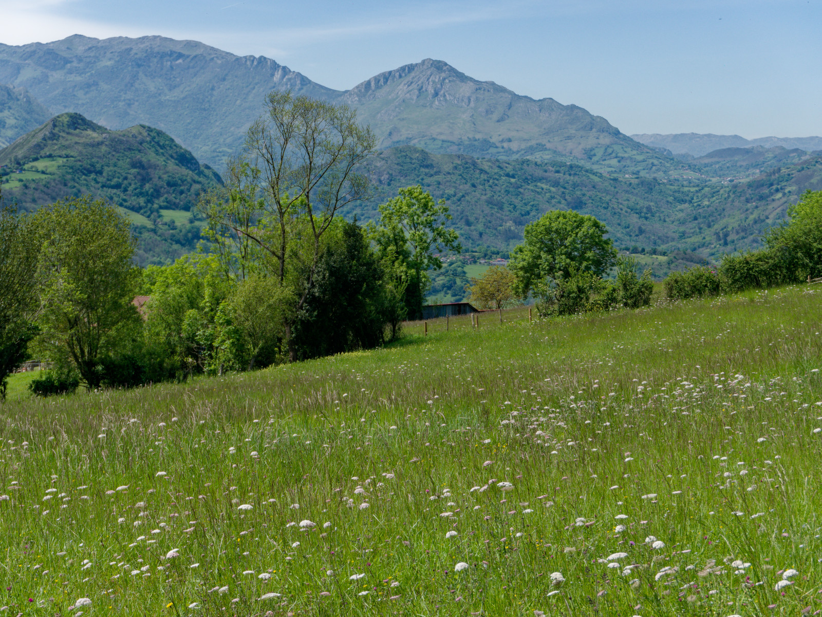 Asturian meadow view