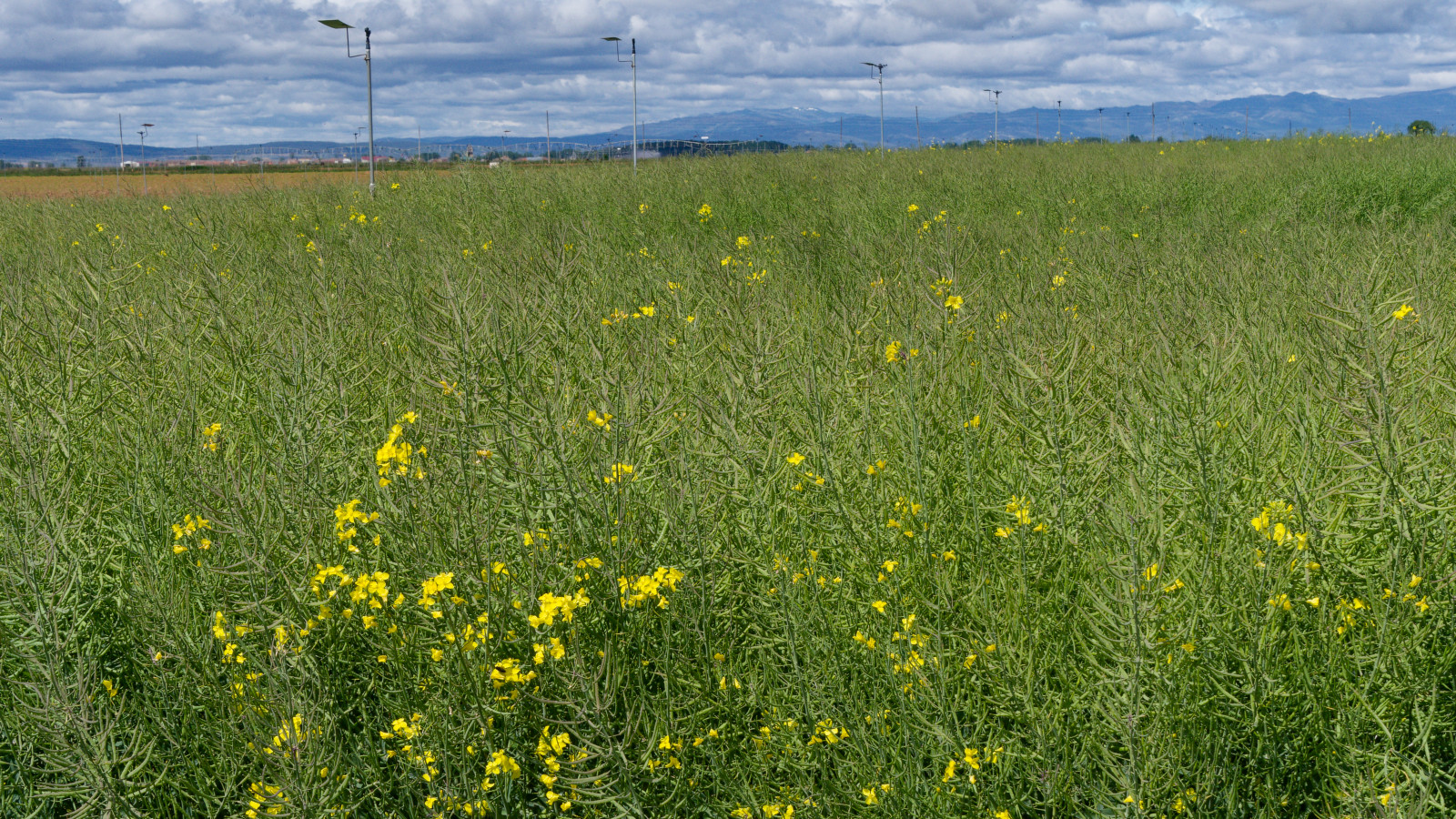 mustard growing in a field