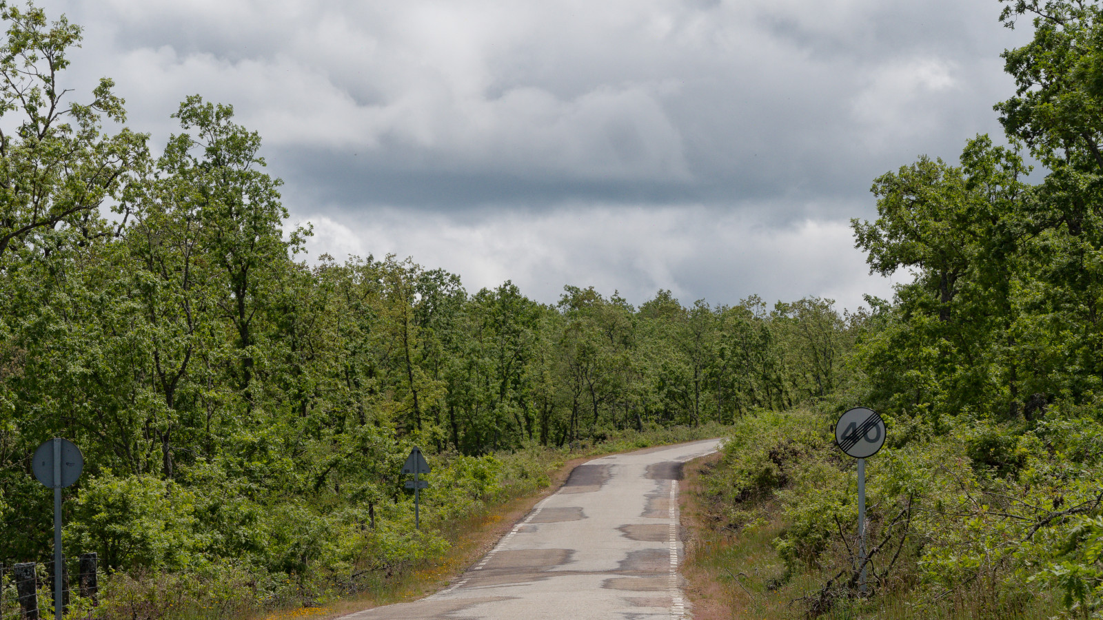 up through the woods