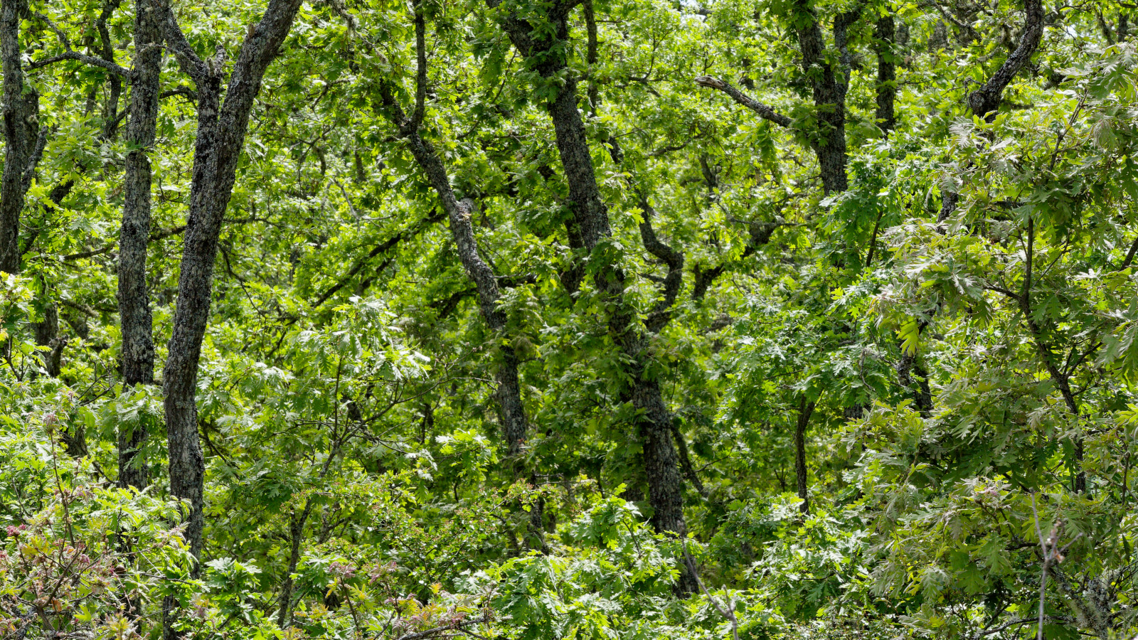 up through the woods