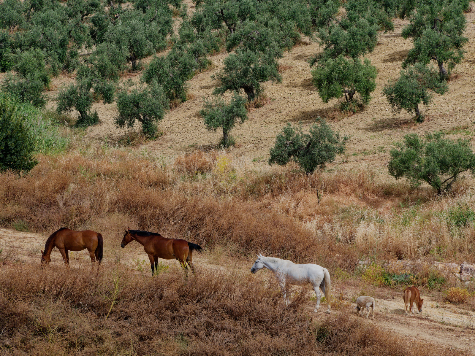 horses grazing by olive grove