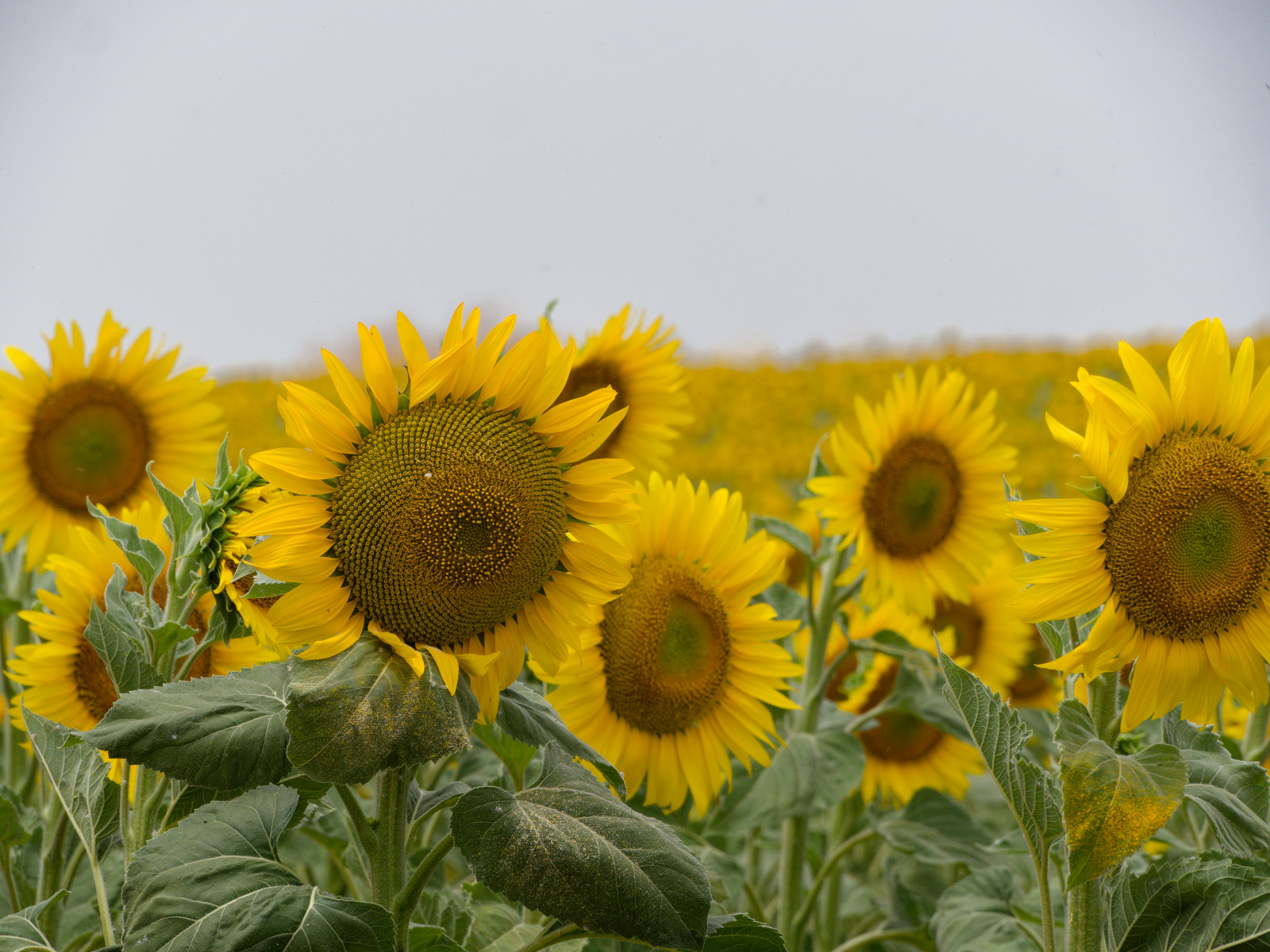 sunflowers