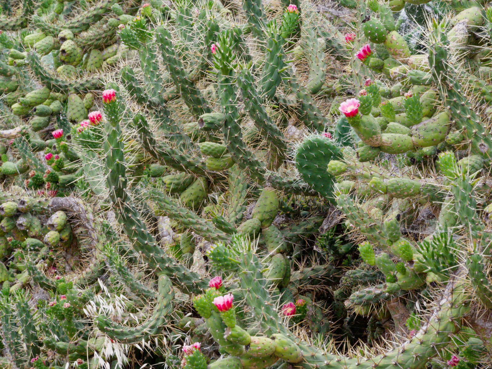 Andalucia cycle cactus