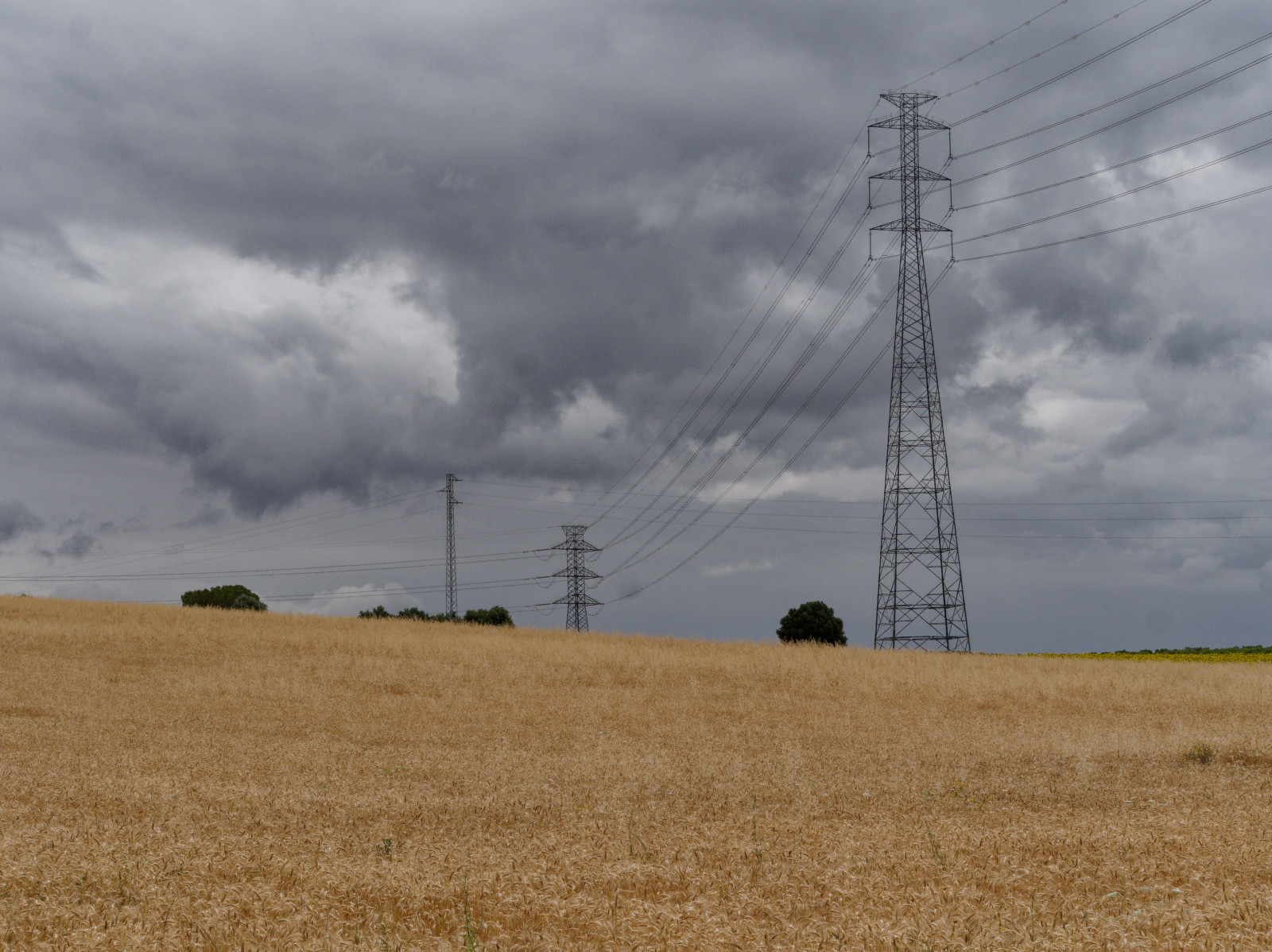 Andalucia grain field