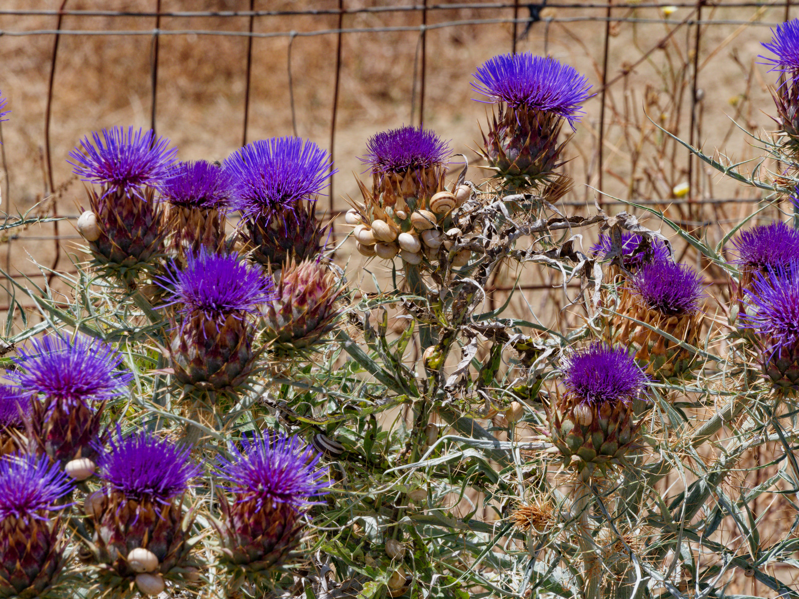 Andalucia trail side flowers