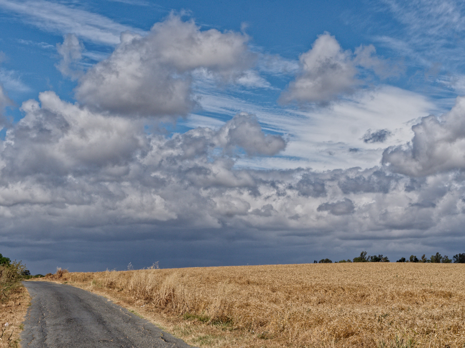 Andalucia trail side flowers