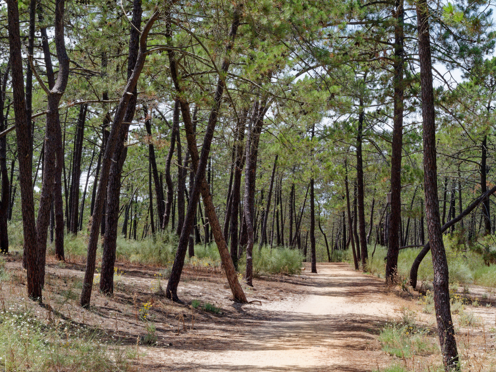 algarve pine forest