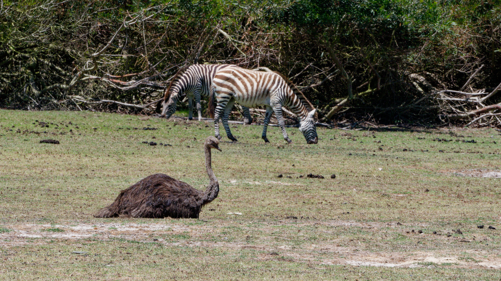 zebras and ostrich