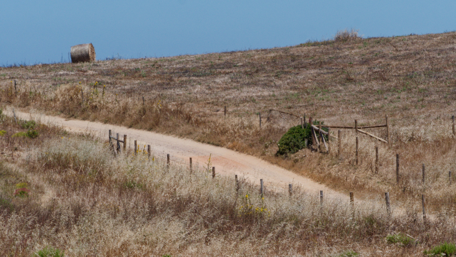 country roads through grain fields