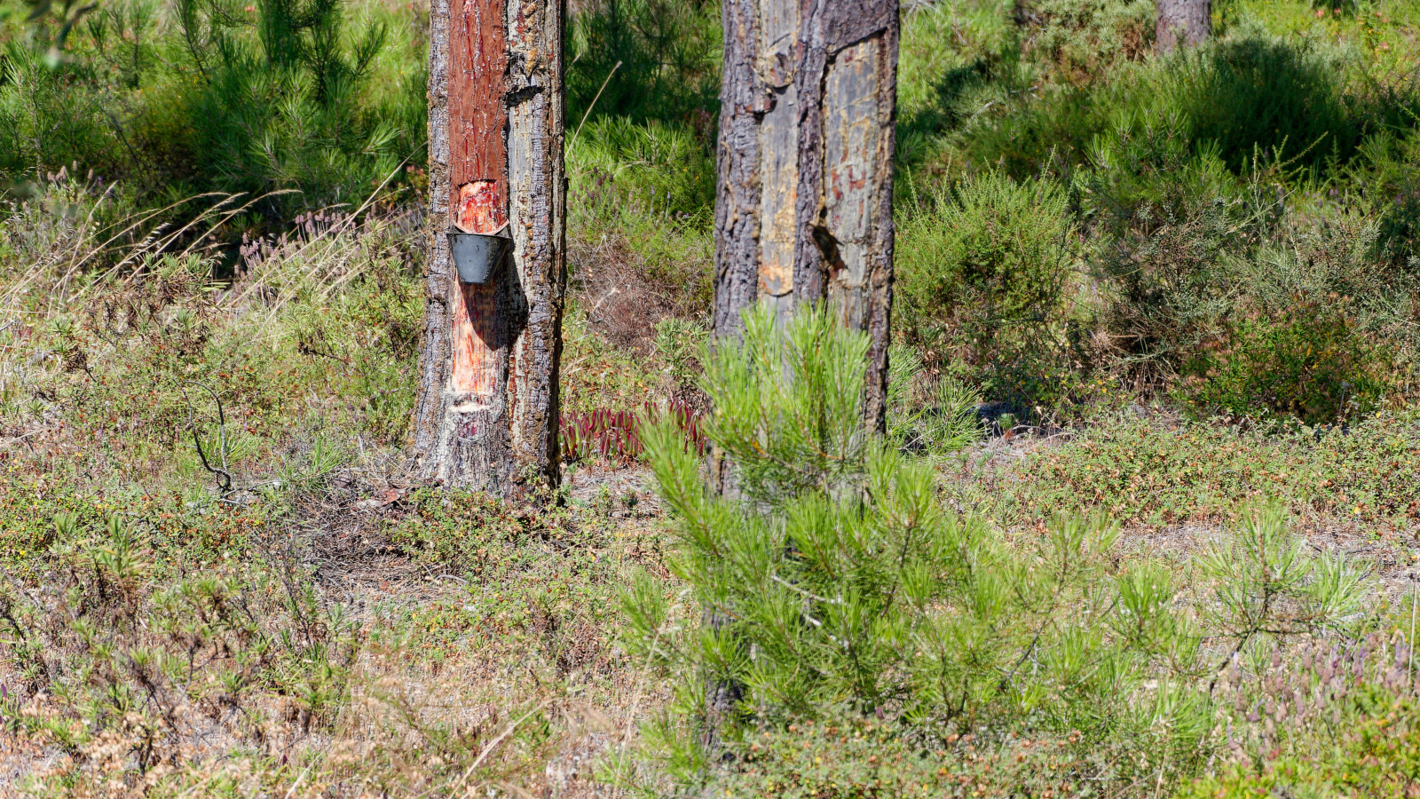 country roads through grain fields