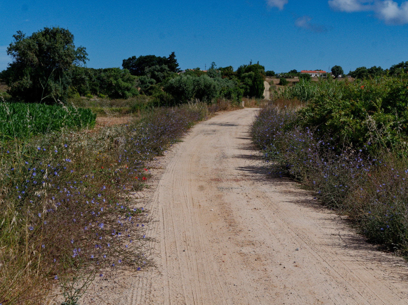 country roads throughfields