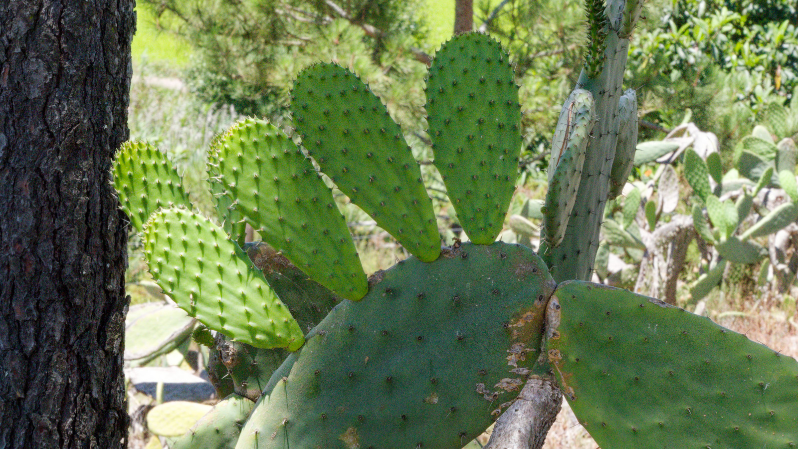 cactus
