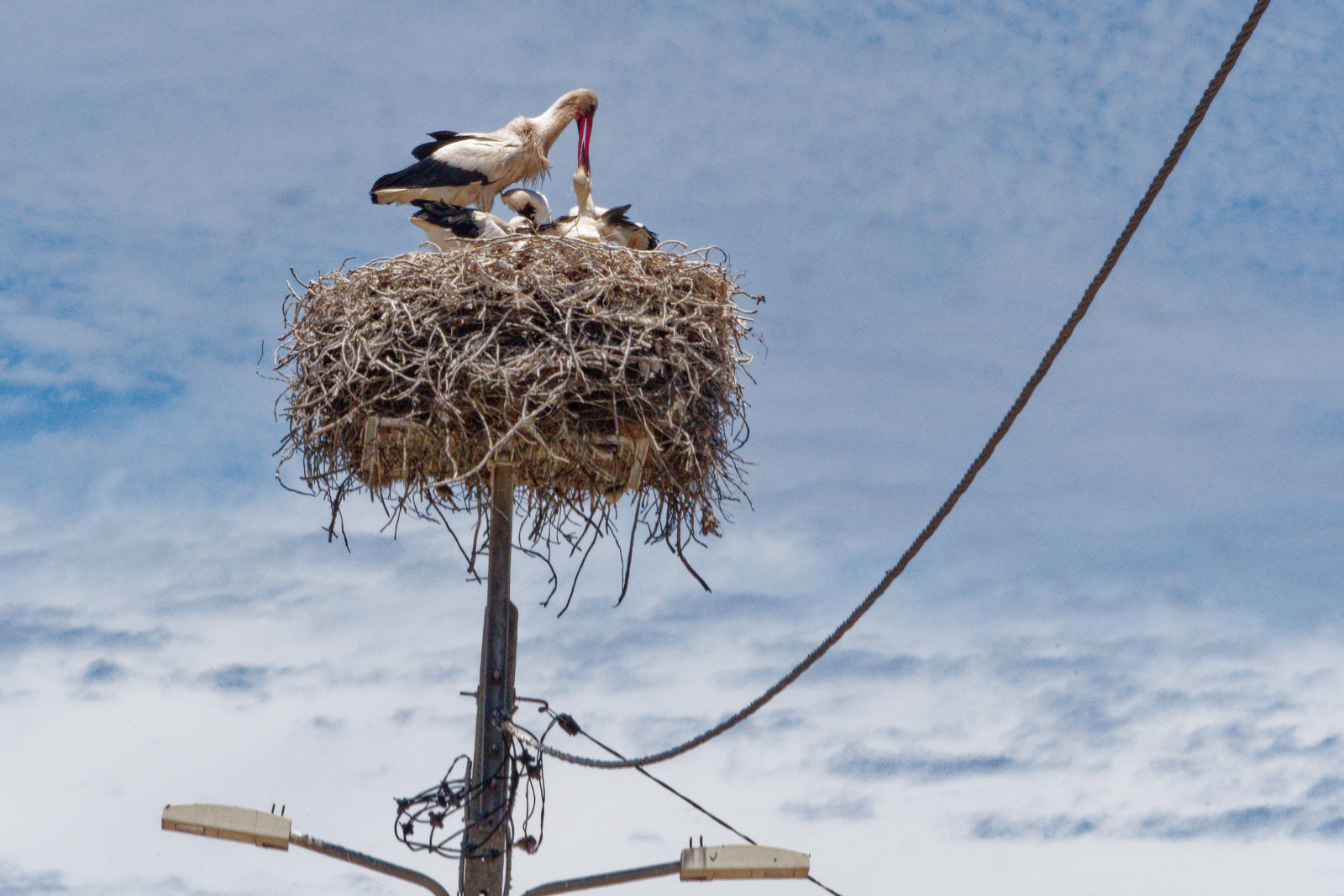 stork nest