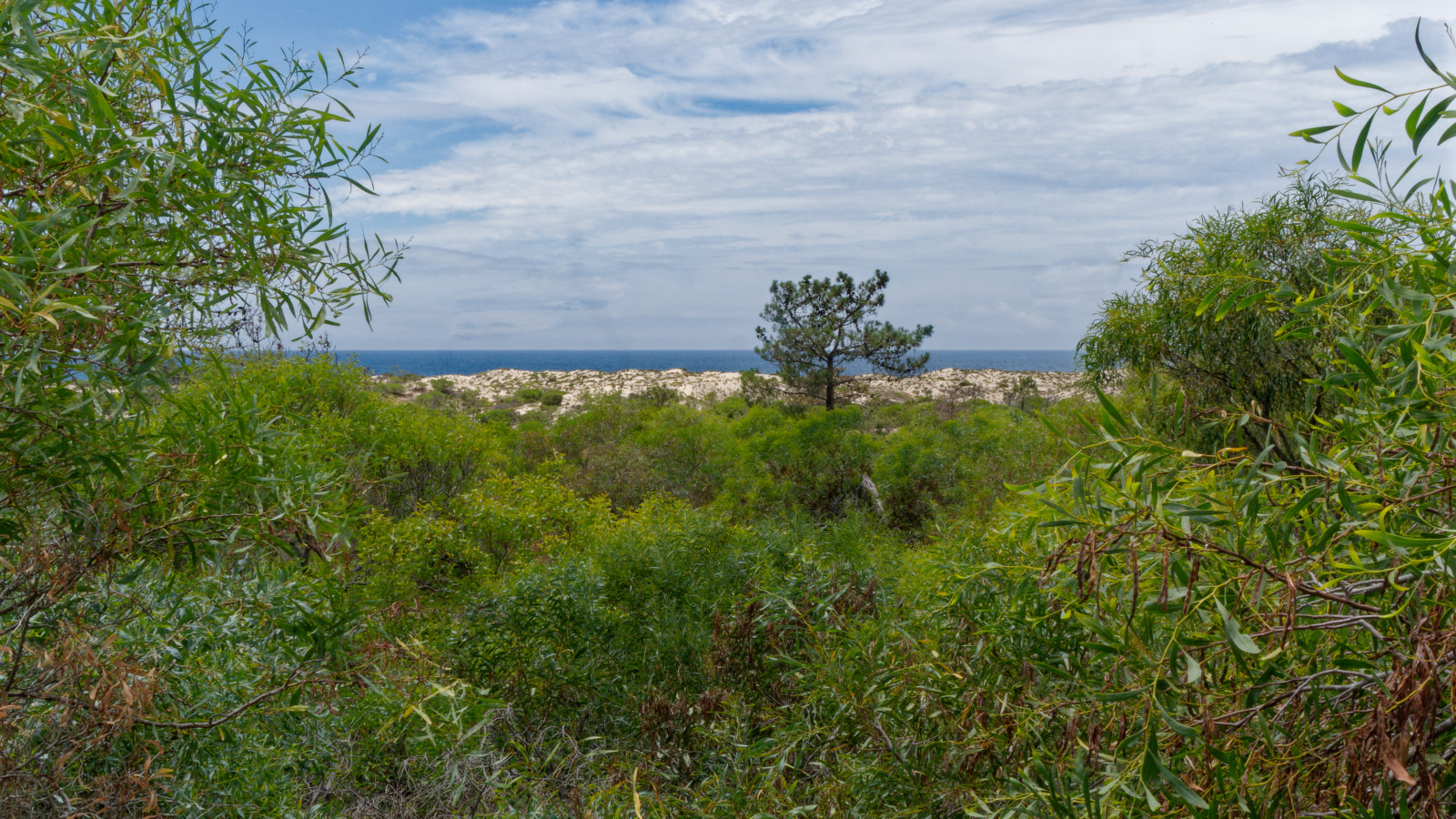 dunes and sea