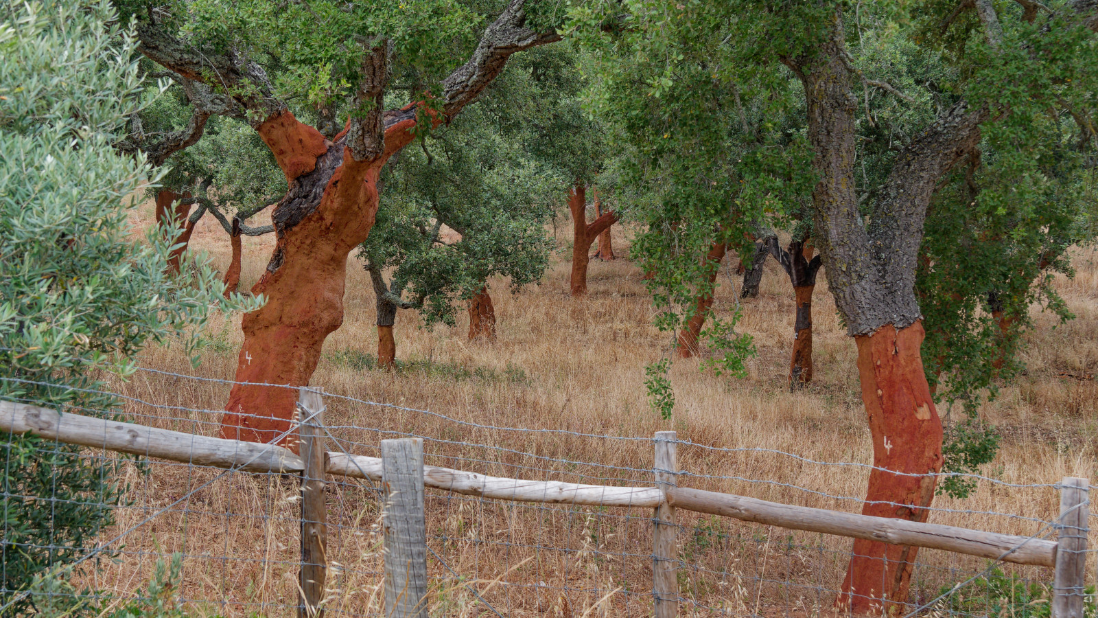 cork trees