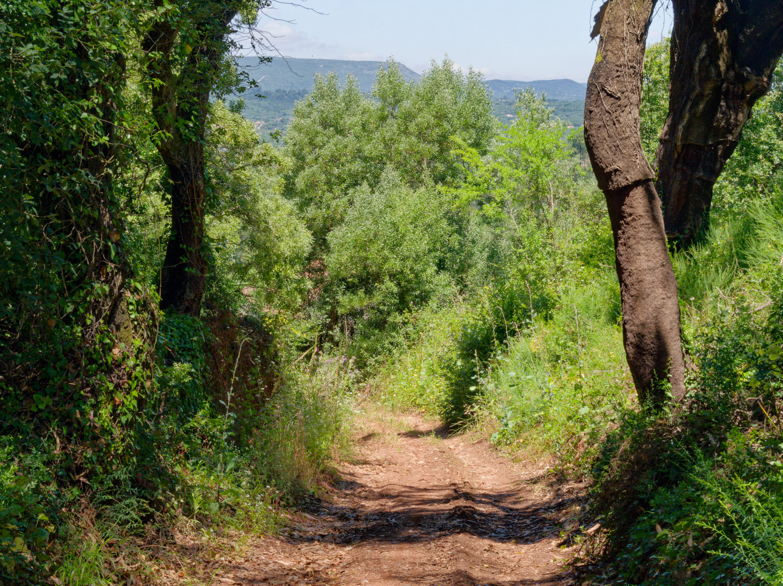 trail through trees 