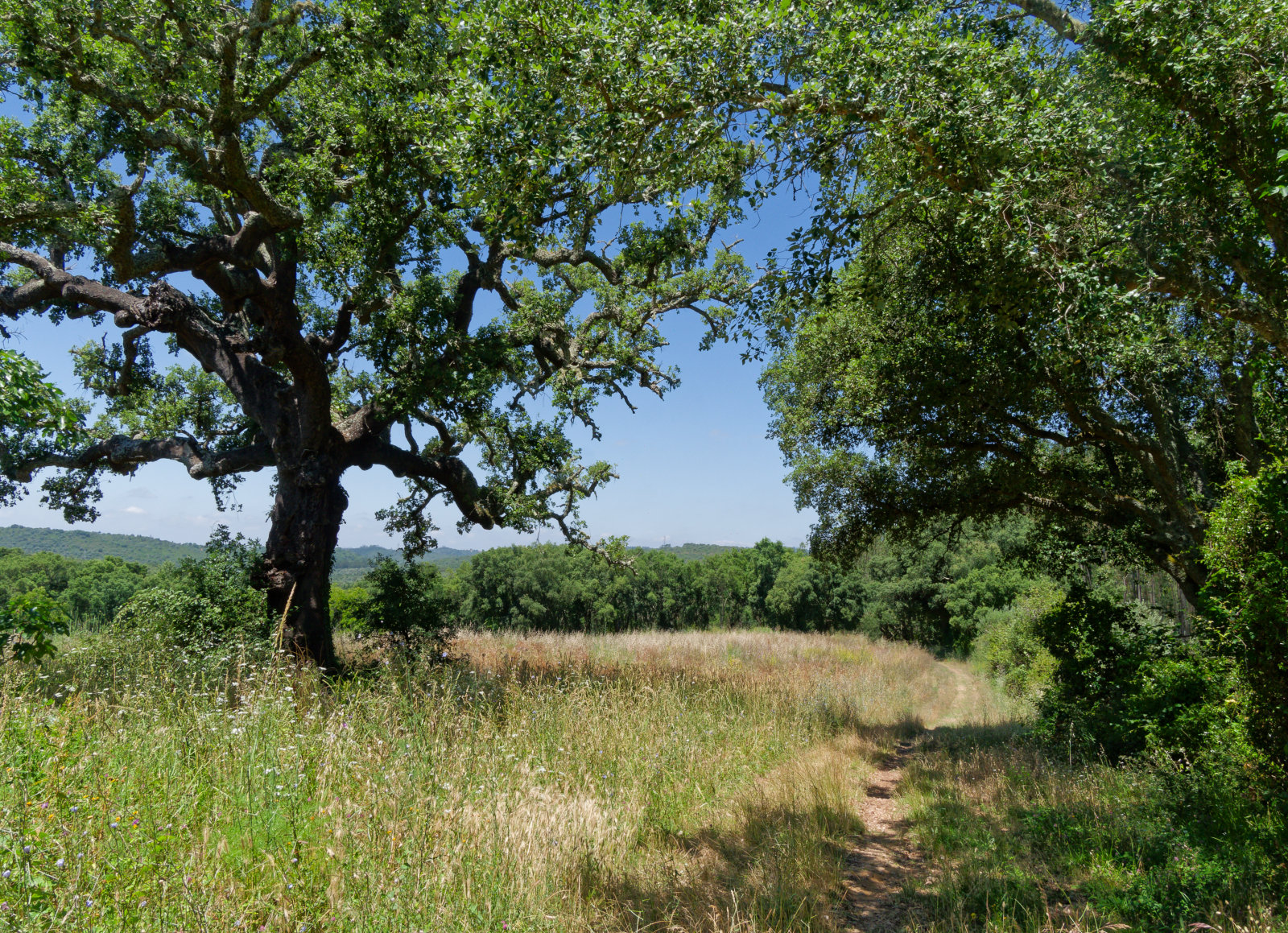 trail through trees 