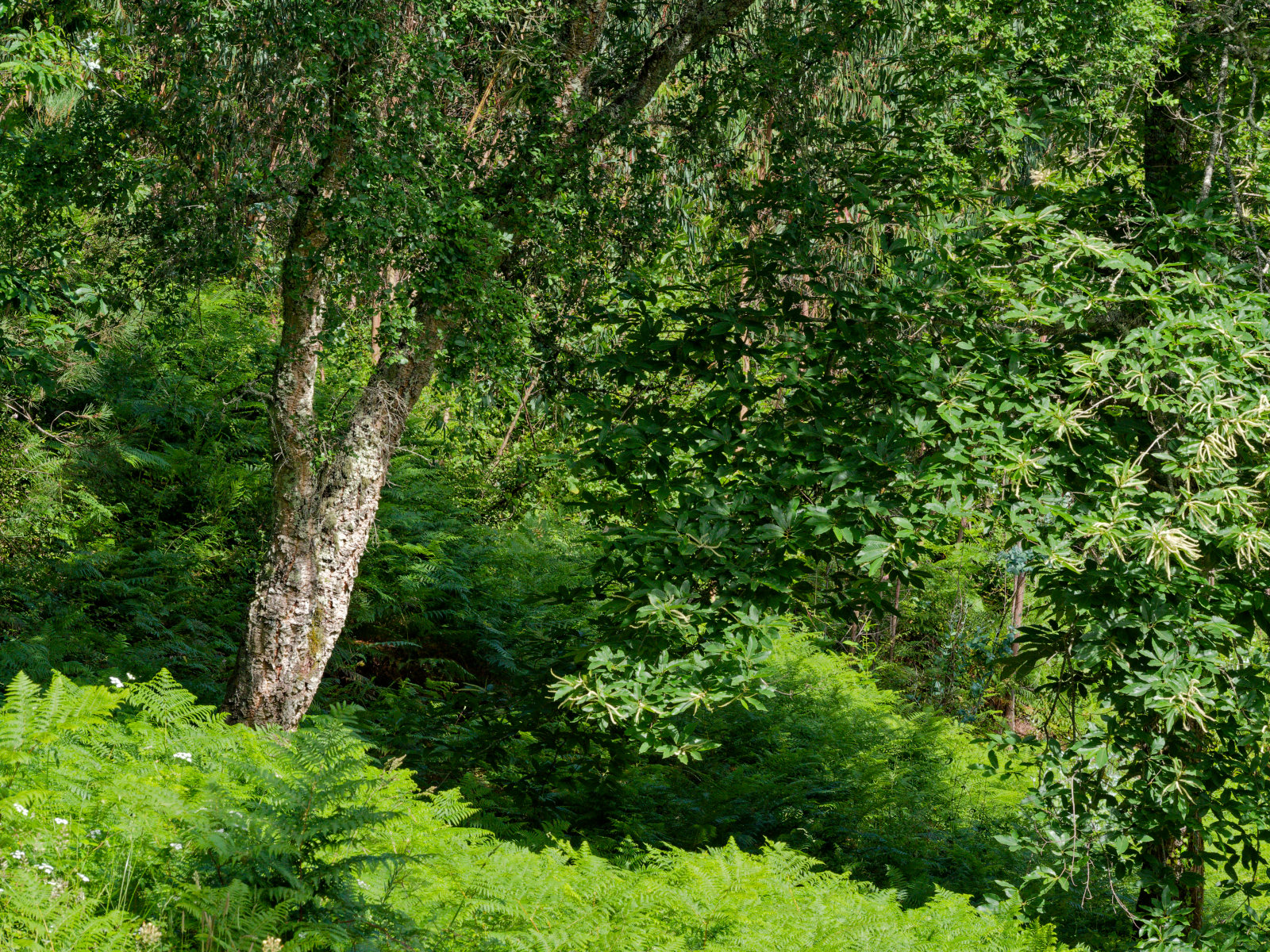 Densely forested hillsides