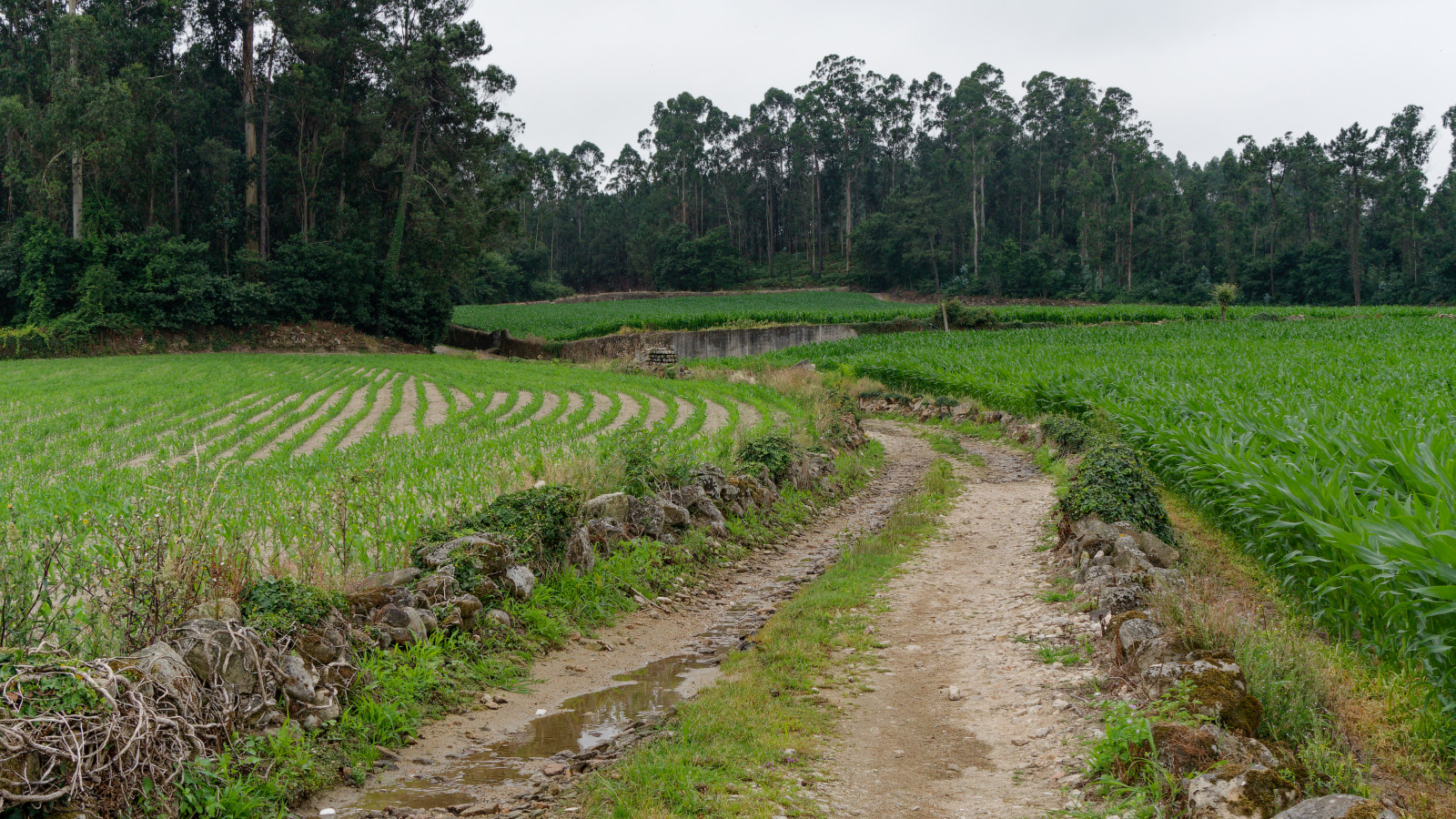 narrow Portuguese walled lanes